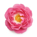 Gallic Rose