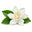 Gardenia
