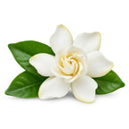 Gardenia