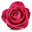 Georgian Rose Otto