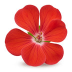 Geranium