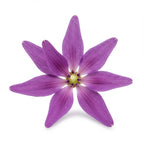 Heliotrope