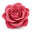 Himalayan Rose