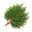 Hinoki Cypress