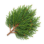 Hinoki Cypress