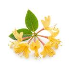 Honeysuckle
