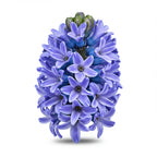 Hyacinth