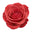 Indonesian Rose