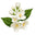 Italian Jasminum Grandiflorum
