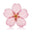 Japanese Cherry Blossom