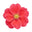 Japanese Rosa Rugosa