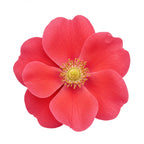 Japanese Rosa Rugosa
