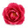 Japanese Rosa Rugosa Absolute