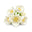 Jasminum Auriculatum