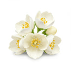 Jasminum Auriculatum