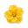 Jonquil