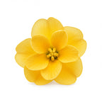 Jonquil
