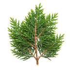 Leyland Cypress