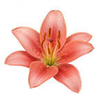 Lily