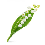 Lily Of The Valley