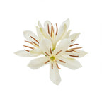 Madagascan Coffee Blossom