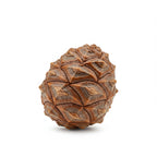 Maritime Pine