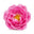 May Rose