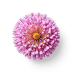 Mimosa
