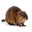 Muskrat