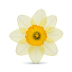 Narcissus