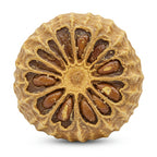 Nepalese Nard
