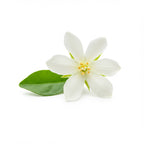 Night Blooming Jasmine