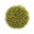 Oakmoss