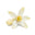 Orange Blossom