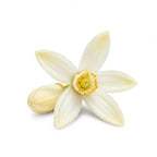 Orange Blossom