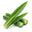 Pandanus