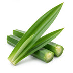 Pandanus