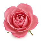 Persian Rose
