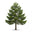 Pine Tree