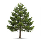 Pine Tree