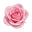 Pink Rose