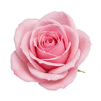 Pink Rose