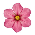 Raani Flower