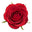 Red Rose
