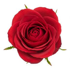 Red Rose