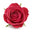 Rose Absolute