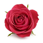 Rose Absolute