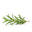 Rosemary