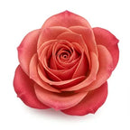 royal rose