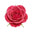 Royal William rose